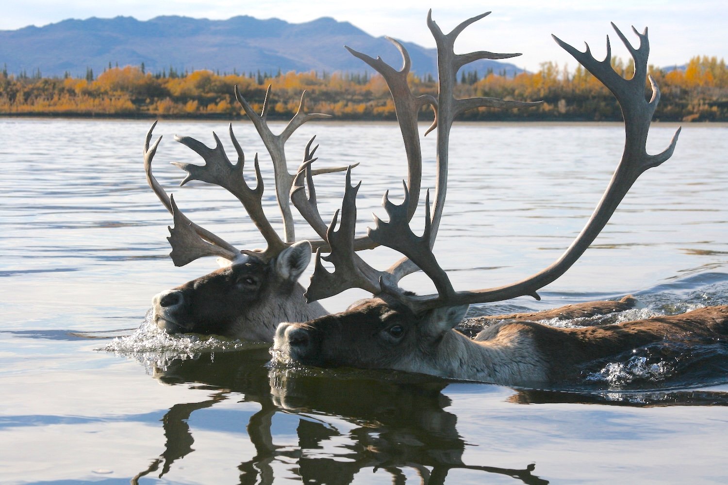 The proposed Ambler Road would cross the Kobuk River if approved and could affect the Western Caribou herd migration/NPS file, Kyle Joly