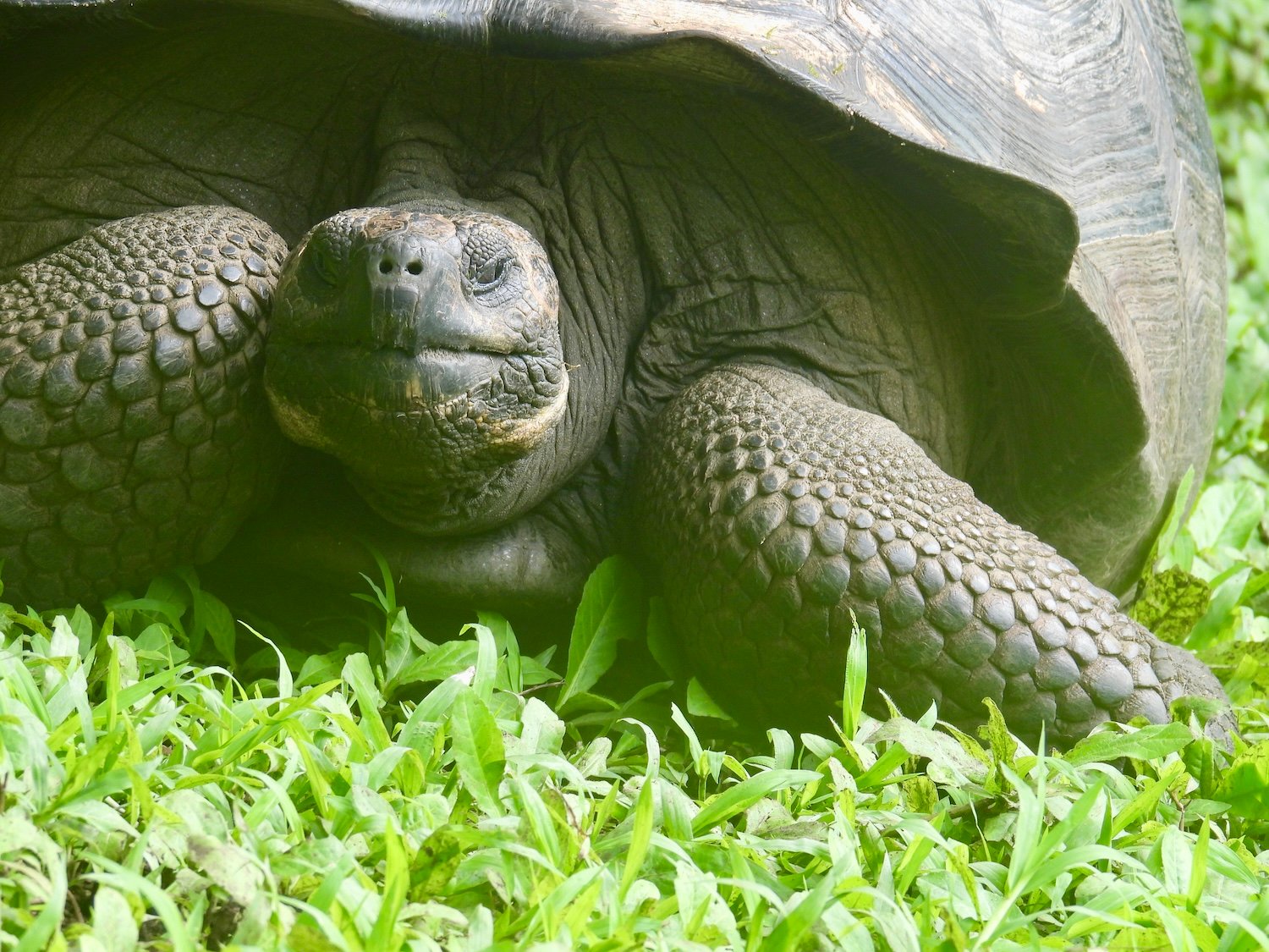 A wild giant tortoise wanders freely through Rancho El Manzanillo on Santa Cruz Island in Galápagos.
