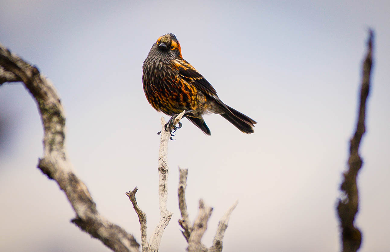 Crested honeycreeper