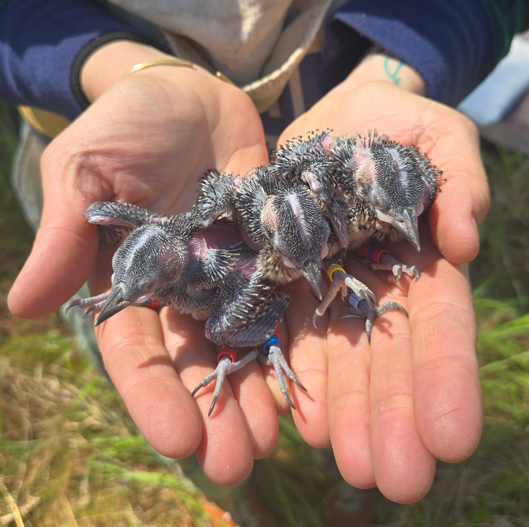 a trio of newly banded red-cockaded woodpecker chicks on The Nature Conservancy's Piney Grove