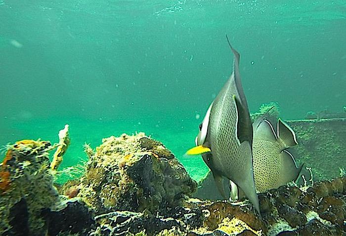 Biscayne National Park fisheries/Jameson Clifton