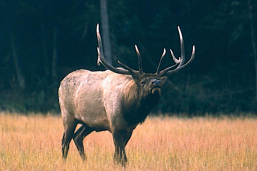 Groups Want Elk Feedgrounds In Wyoming Phased Out