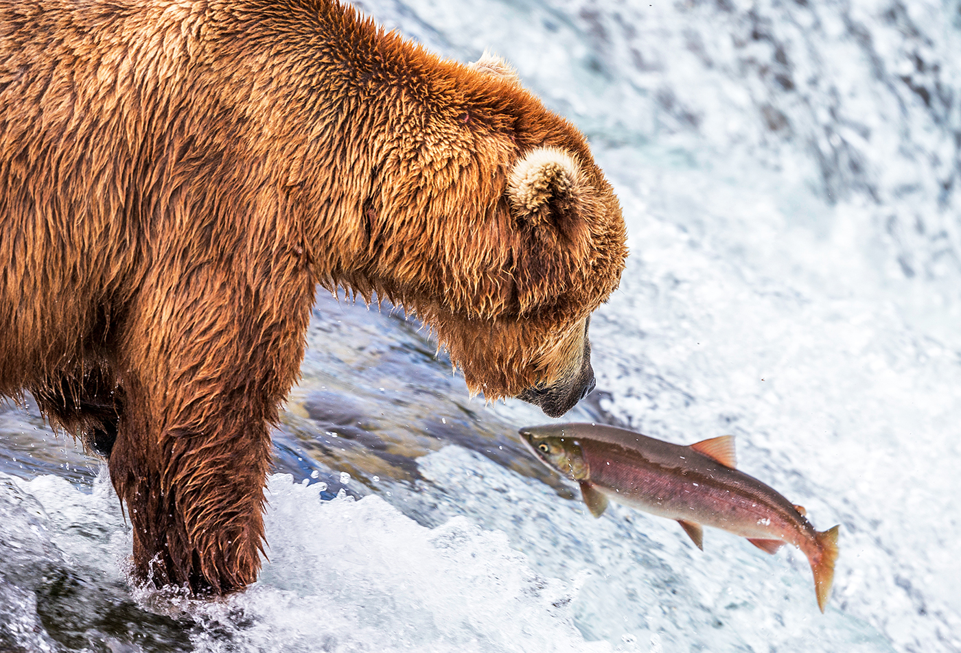 Fat Bear Week 2021 is nearly here./Rebecca Latson file