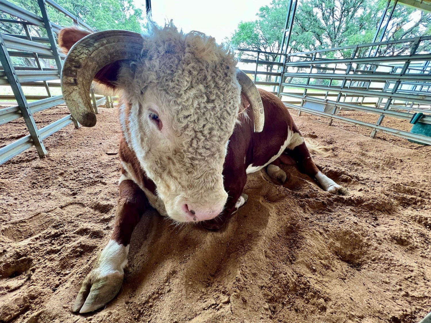 A bull named Domino is shown at Lyndon B. Johnson National Historical Park. A bull named Domino is shown at Lyndon B. Johnson National Historical Park.