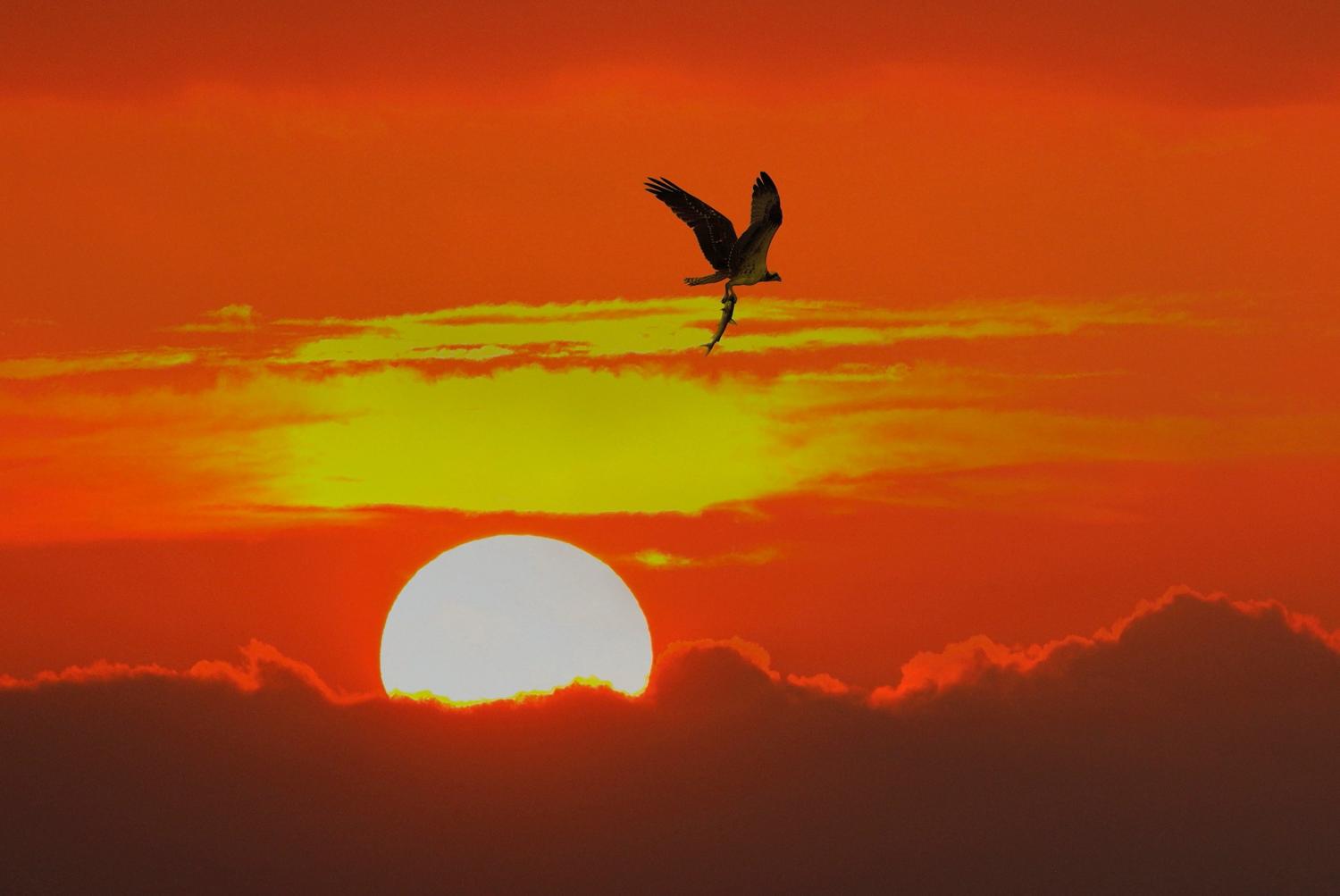 An osprey with its breakfast catch during sunrise at Canaveral National Seashore / NPS