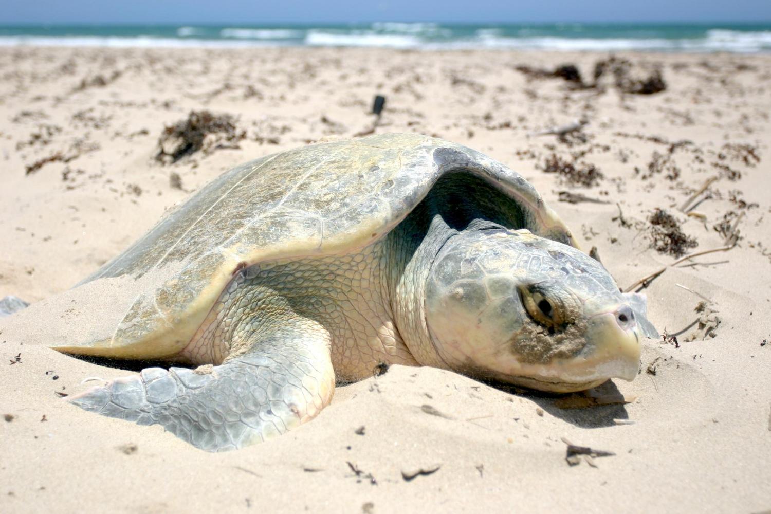 New paper says incubating Kemp's ridley sea turtle eggs at Padre Island is key to population growth/NPS file New paper says incubating Kemp's ridley sea turtle eggs at Padre Island is key to population growth/NPS file