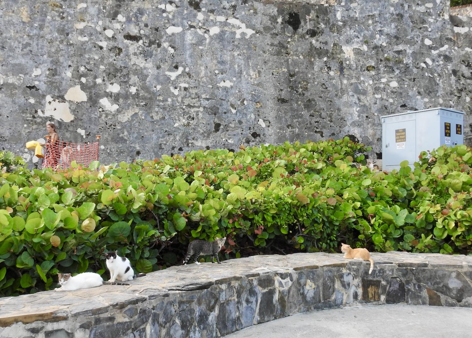 Feral Cats To Be Removed From San Juan National Historic Site