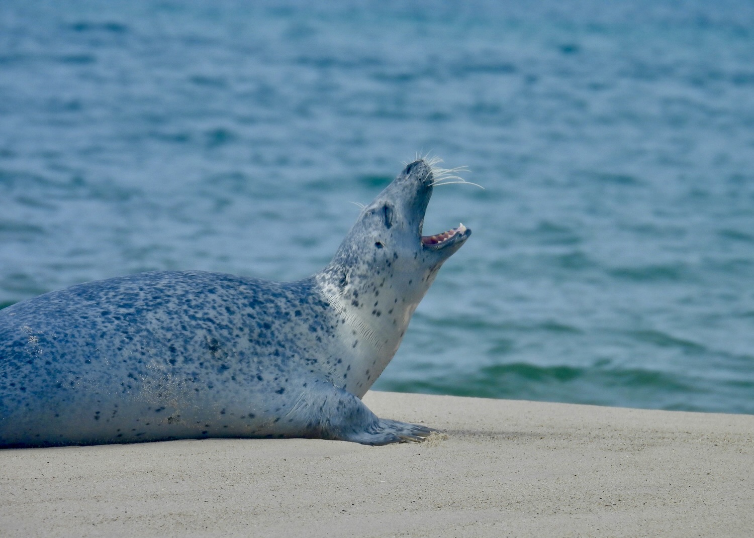 A harbour seal on the beach at Sable Island National Park Reserve.