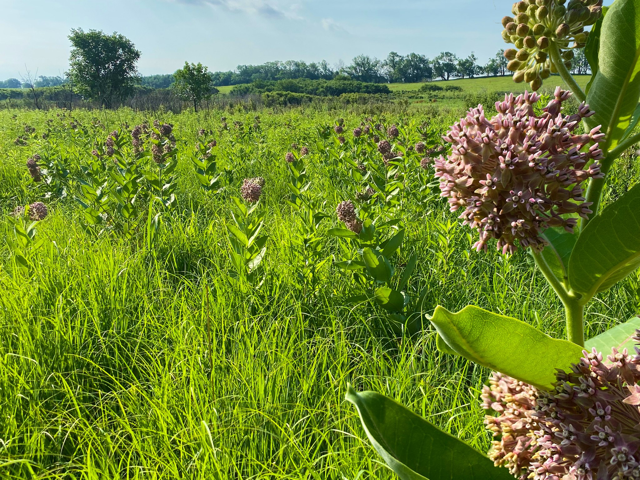 Common milkweed, part of the plants of a tallgrass prairie, Homestead National Historical Park / Jessica Korgie