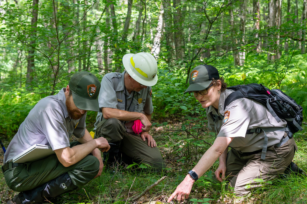 Park staff study the forest floor in Shenandoah
