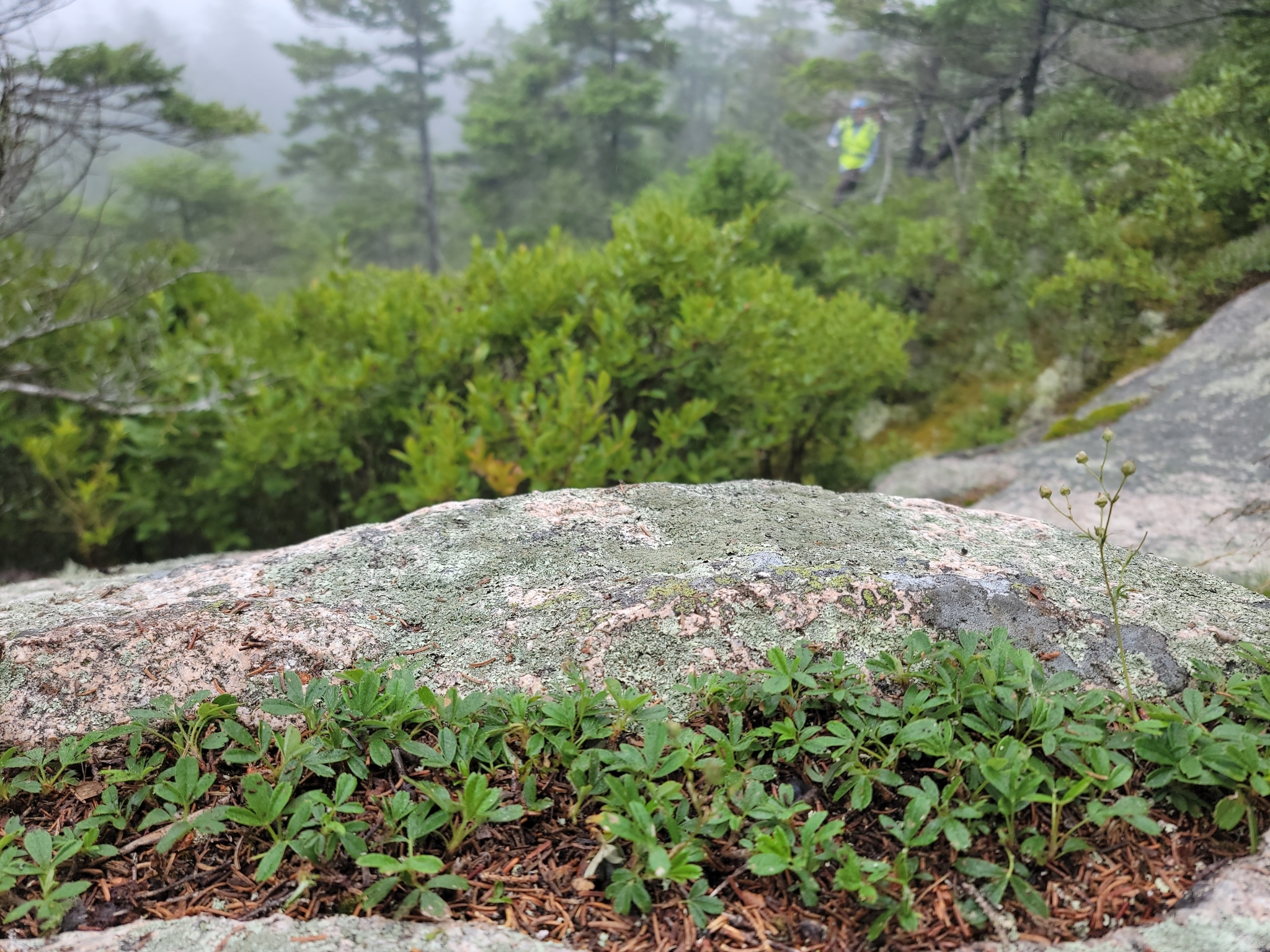 Cinquefoil growing at Acadia National Park