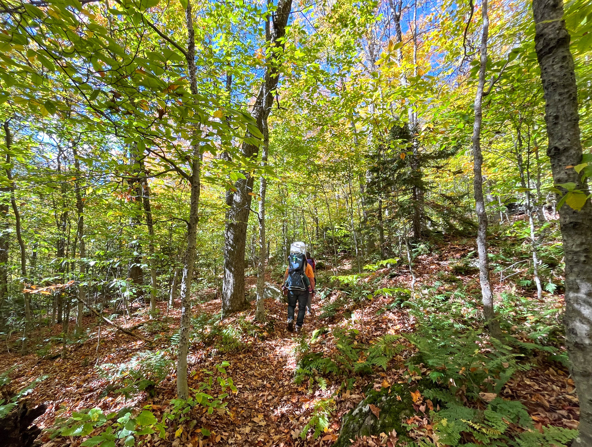 Hiker with a large backpack hiking uphill on a forested trail