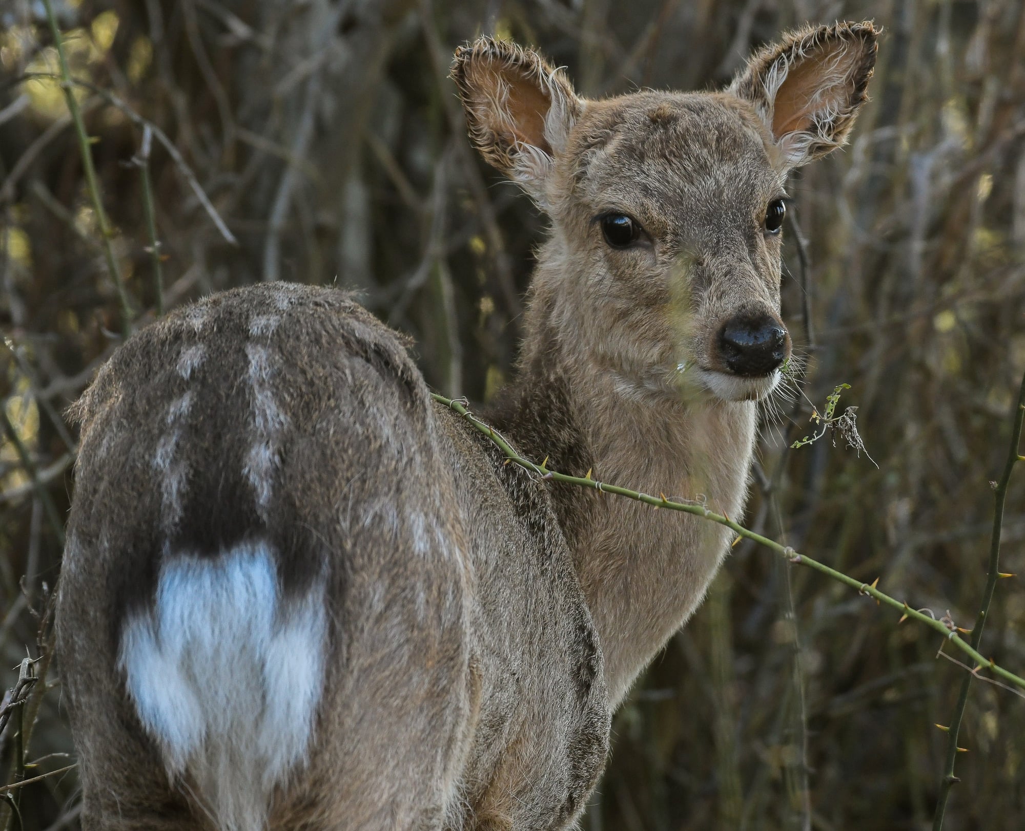 It's entirely possible you'll spot a non-native Sitka deer at Assateague Island National Seashore / NPS - Jane Gamble