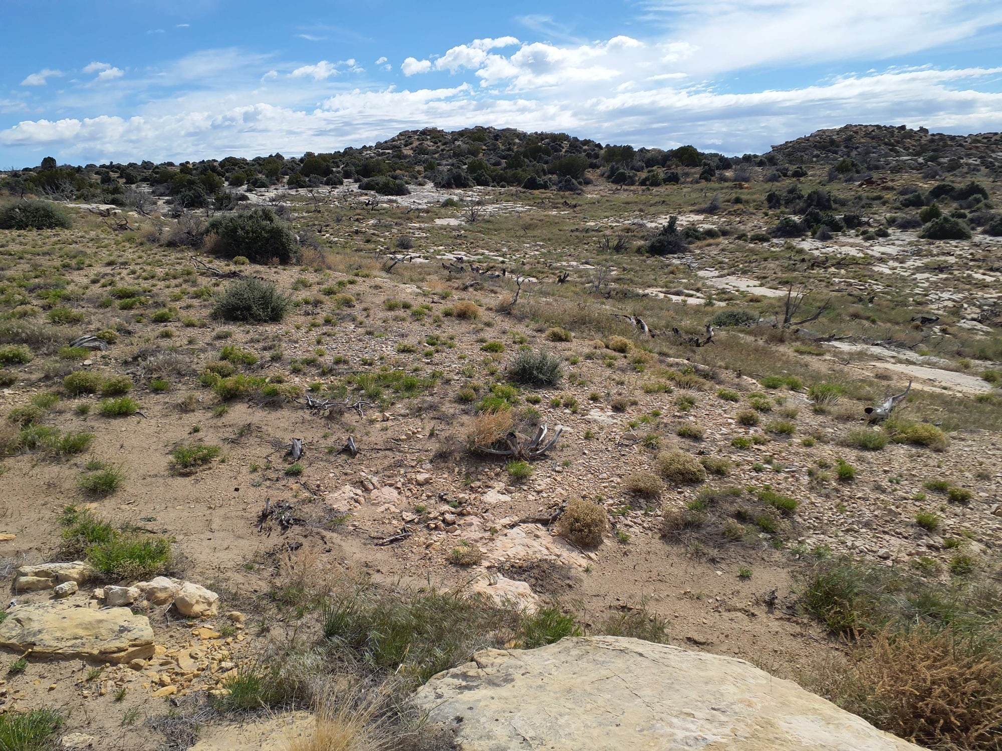 Photo of the landscape and upland vegetation in Bighorn Canyon National Recreation Area.