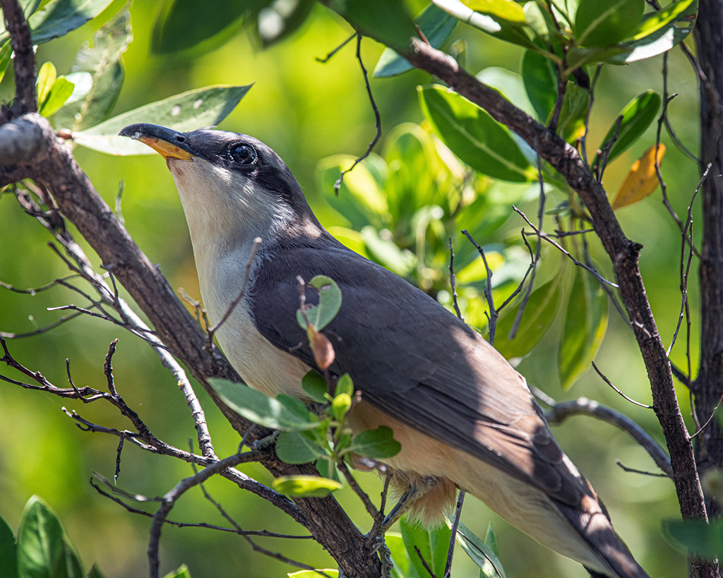 Mangrove cuckoo, Biscayne National Park / NPS-Pete Wintersteen