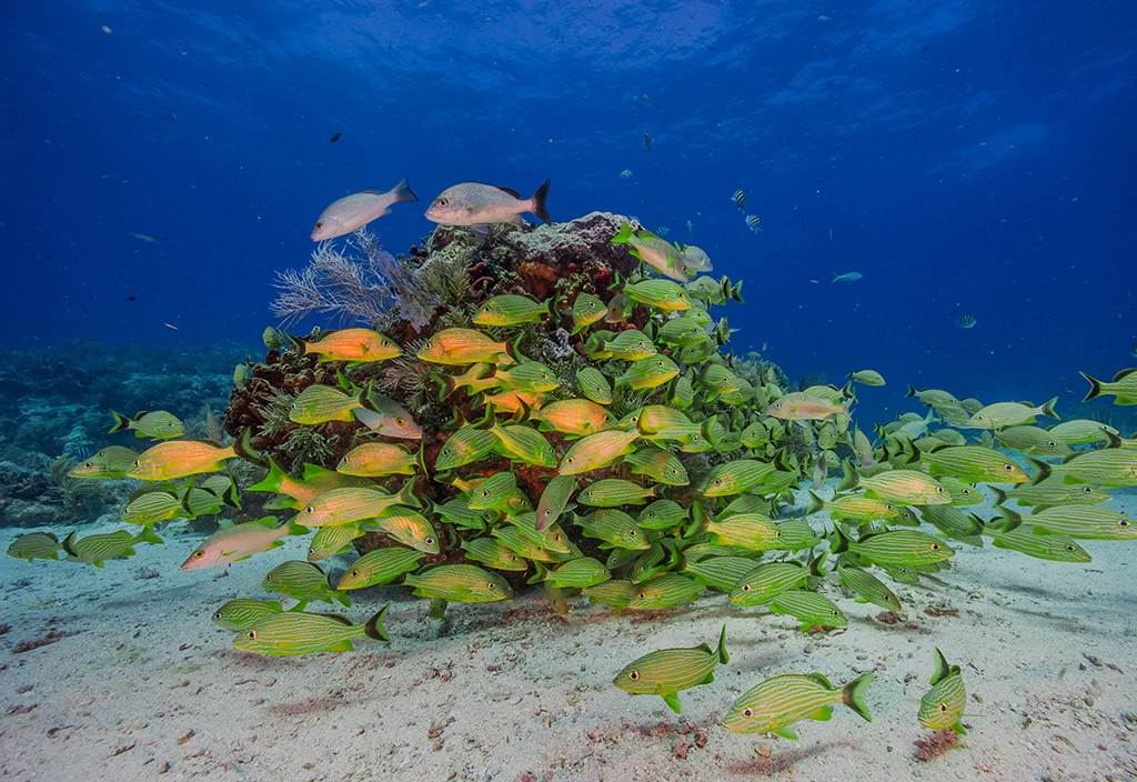 Reef life beneath the waters of Biscayne National Park / NPS-Shaun Wolfe