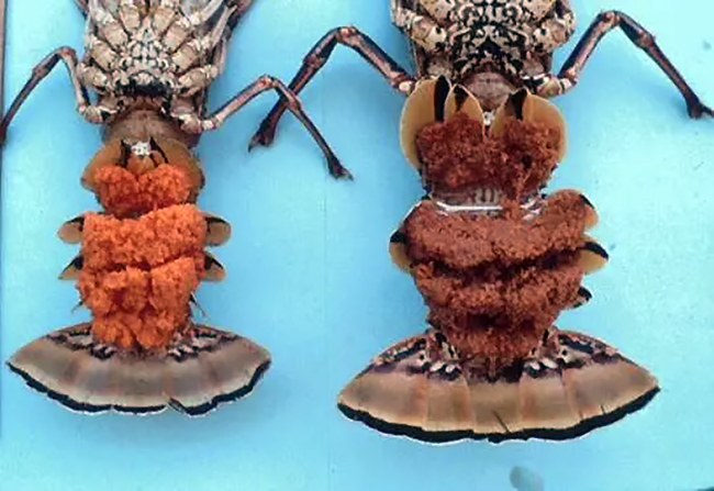 Egg-bearing female lobsters, Biscayne National Park / NPS file