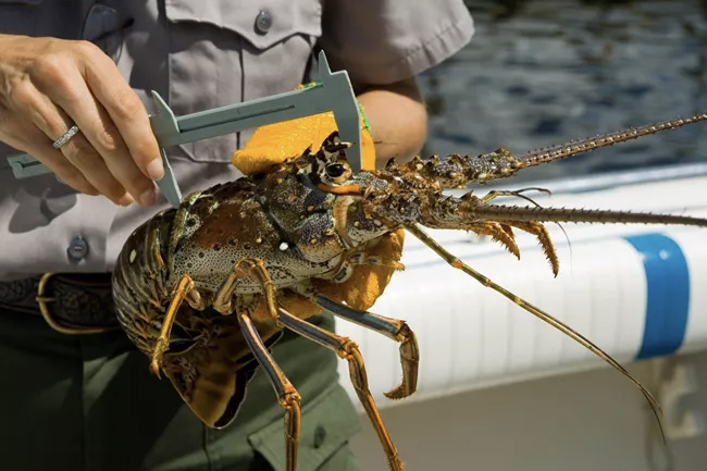Measuring a spiny lobster, Biscayne National Park / NPS file
