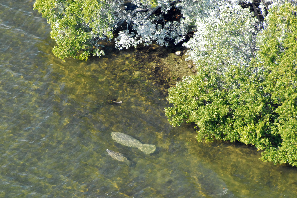 Visit this national park during the winter and it’s entirely possible to spot a gentle manatee in Biscayne Bay and around the ma