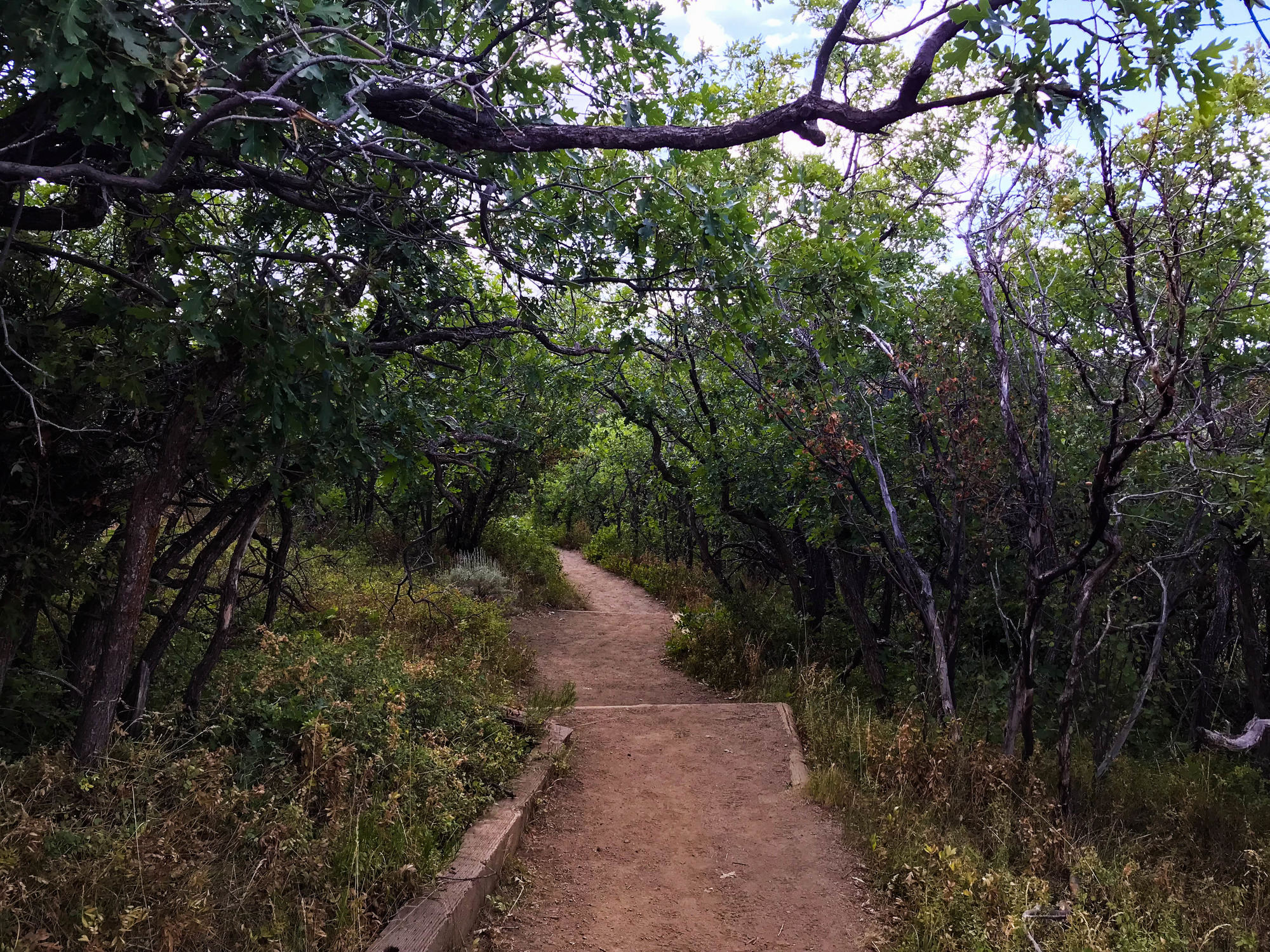 Trail through woods