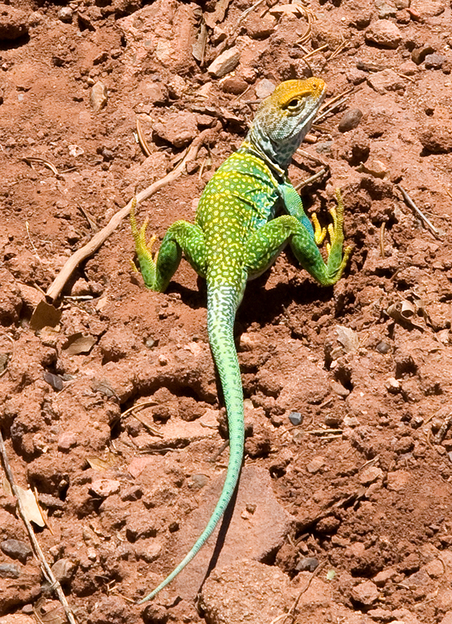 A colorful lizard sunning itself, Canyon de Chelly National Monument / ksblack99 via Flickr