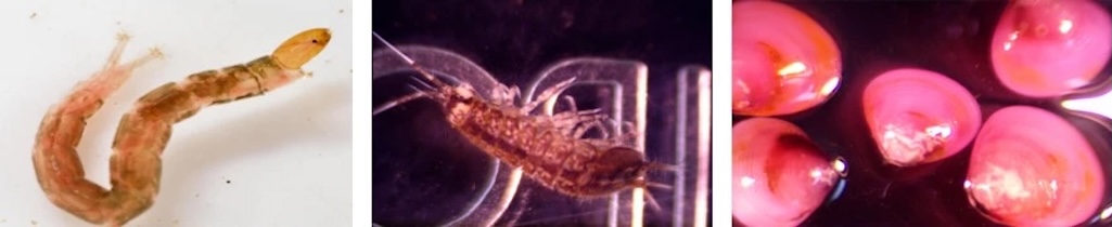 Macroinvertebrate specimens under a dissecting microscope. From left to right, they are a non-biting midge (family Chironomidae)