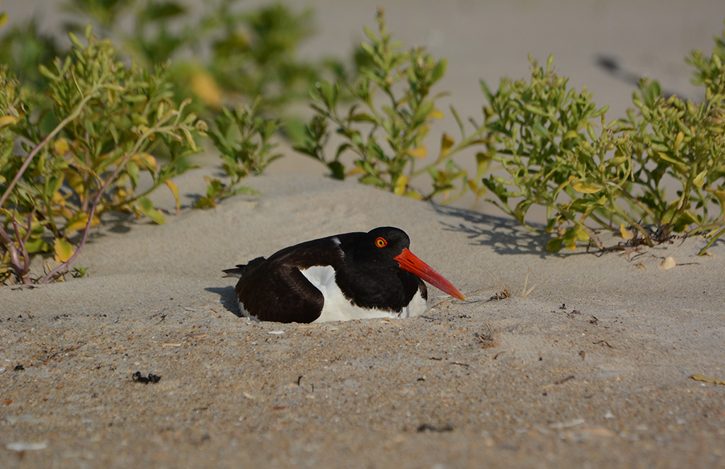 American oystercatcher, Cape Hatteras National Seashore / NPS file