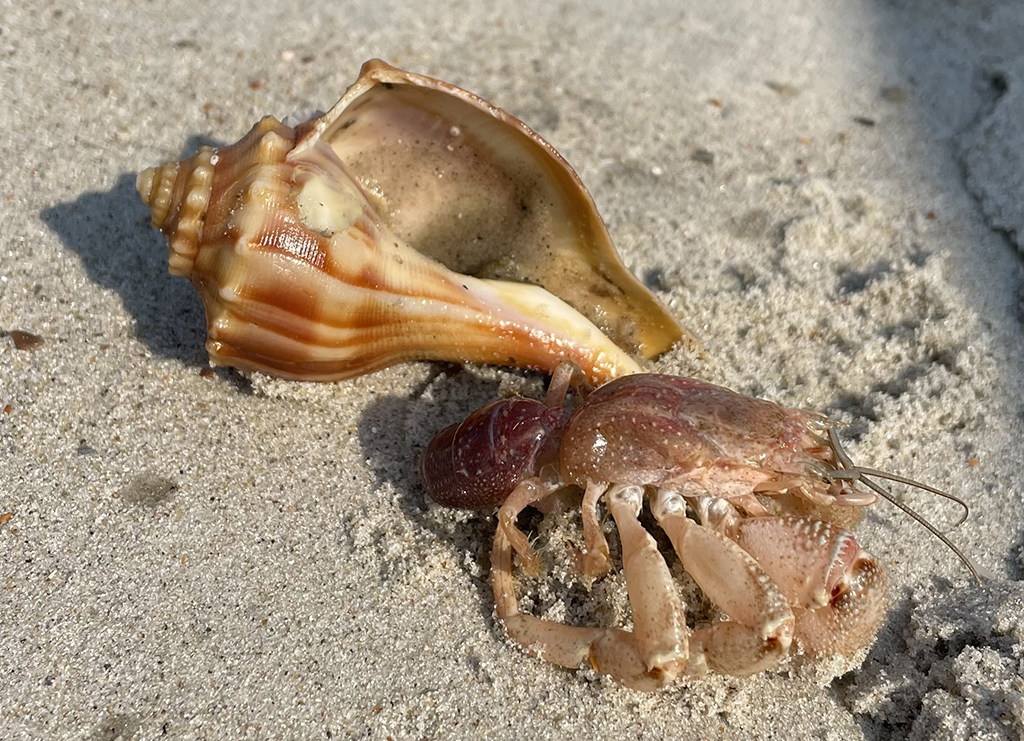 A hermit crab emerging from its shell, Cape Hatteras National Seashore / NPS file