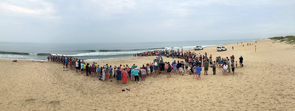 A public viewing of a sea turtle nest excavation, Cape Hatteras National Seashore / NPS file