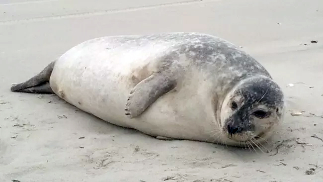 A seal on the beach at Ocracoke Island, Cape Hatteras National Seashore / NPS file