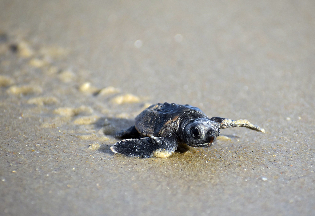 A loggerhead sea turtle hatchling making its way to the ocean, Cape Hatteras National Seashore / NPS via Flickr