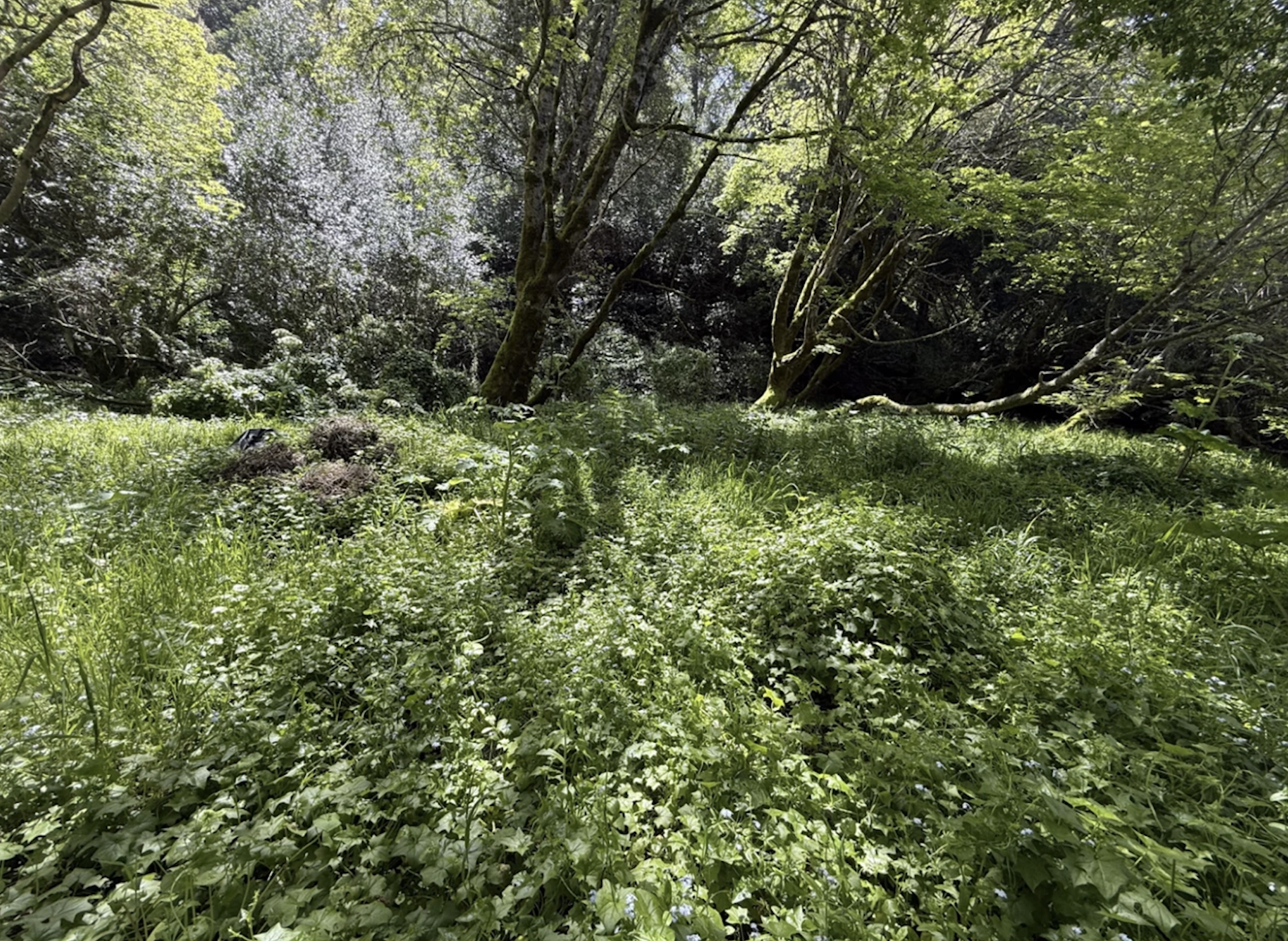 Ivy covers the ground.
