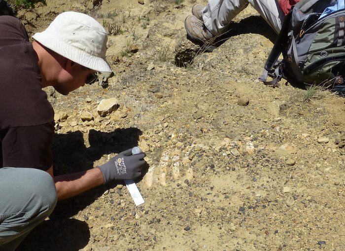 The ancient fossilized remains of a sea cow found in Channel Islands National Park/NPS file