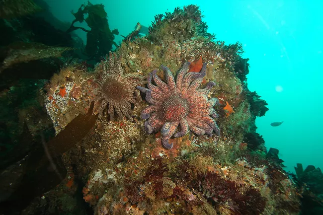 How many arms do you count on this sunflower star? Channel Islands National Park / Dave Witting via NPS