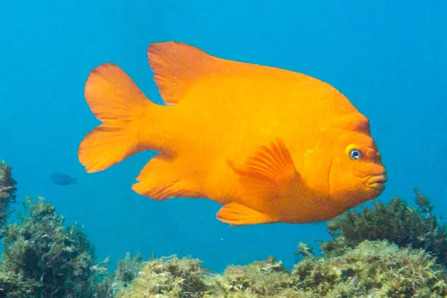 You might see the bright orange-red flash of a Garibaldi while diving at Channel Islands National Park / NPS-Brett Seymour