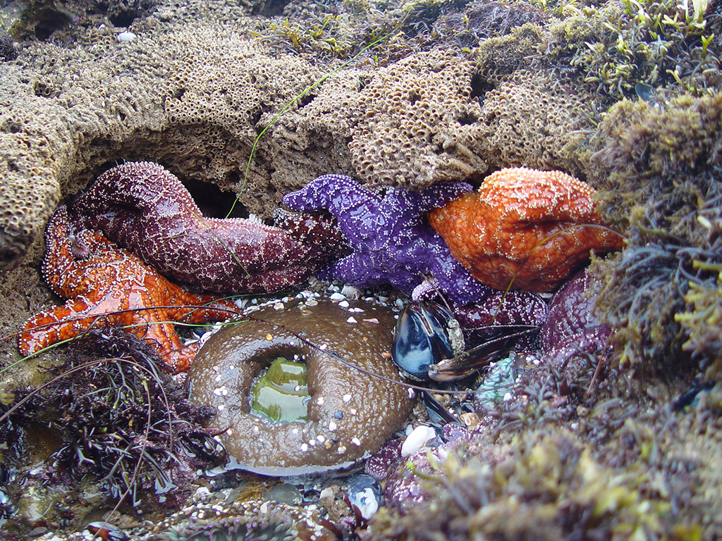 A sample of some of the marine life you'll see while tidepooling at Channel Islands National Park / NPS file