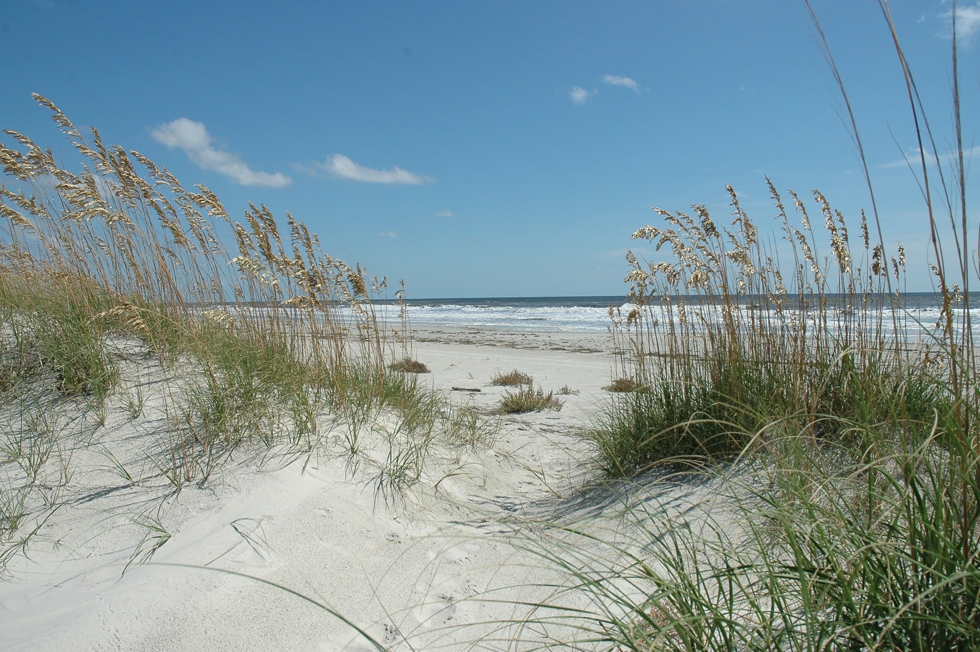 Grass on sandy dunes leading to a beach.