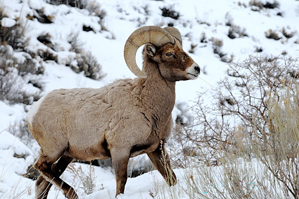 You might see a bighorn ram during your visit to Curecanti National Recreation Area / NPS file