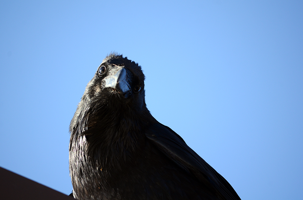 You might see a raven while at Curecanti National Recreation Area / NPS file