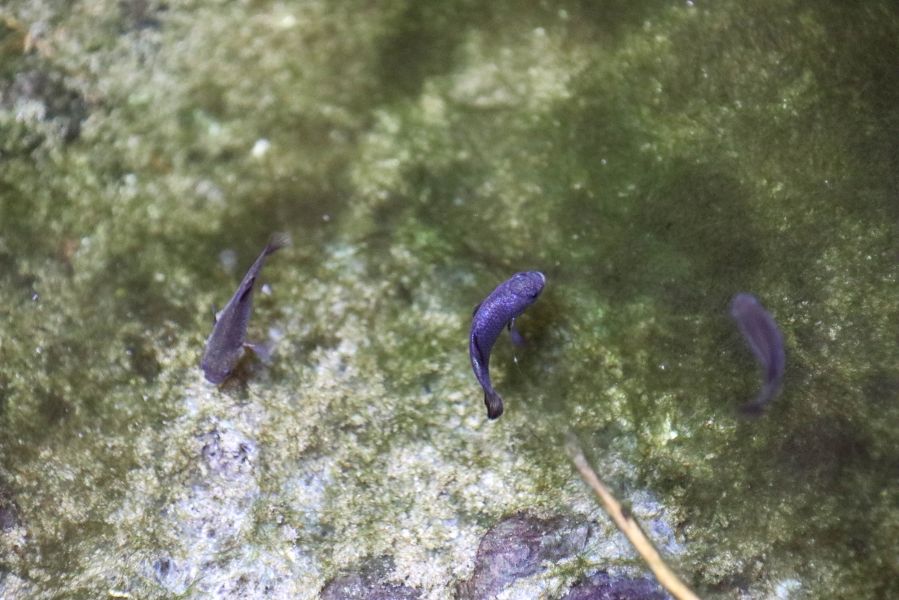 Devils Hole pupfish at Devils hole at the Ash Meadows National Wildlife Refuge