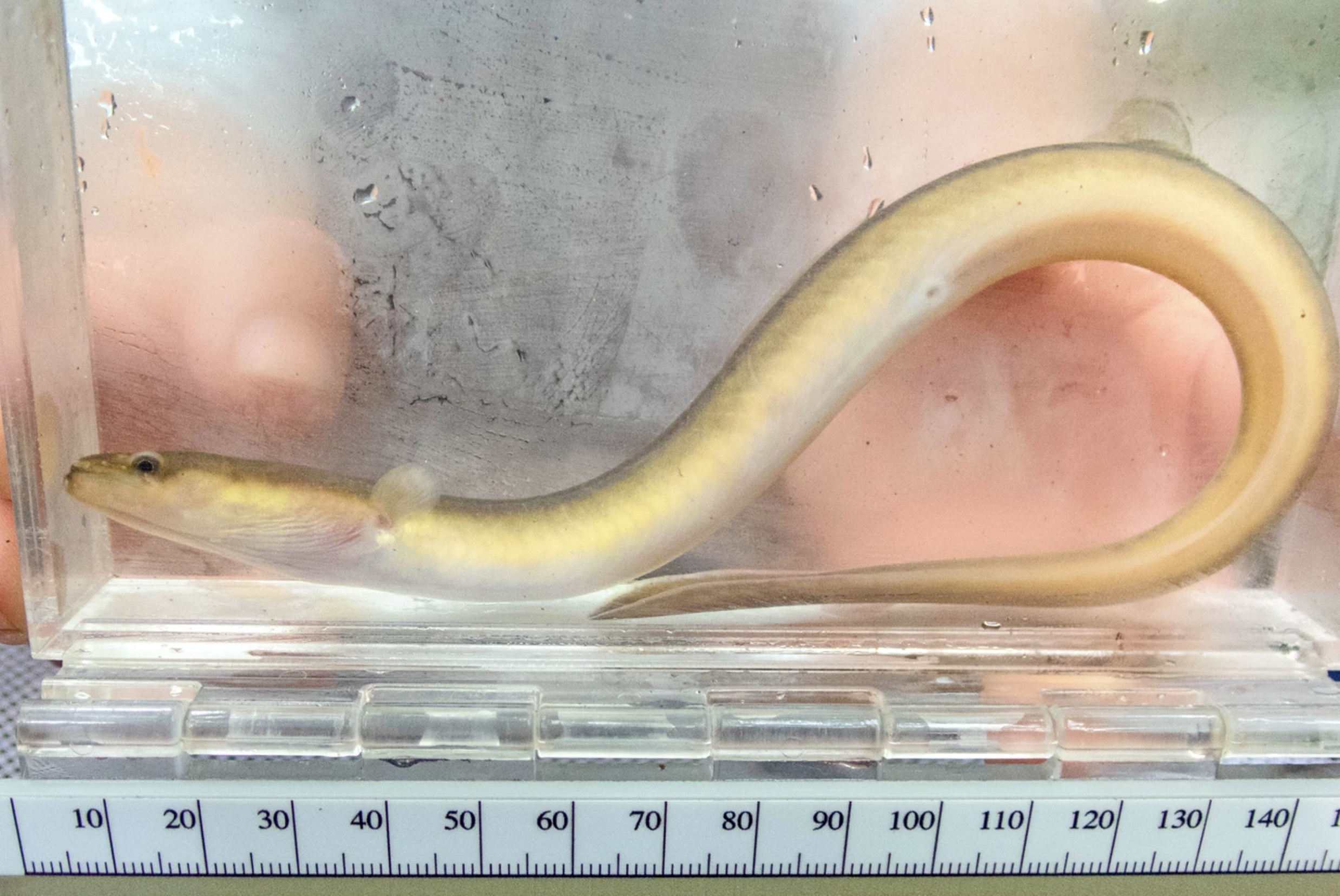 An eel preserved by scientists.