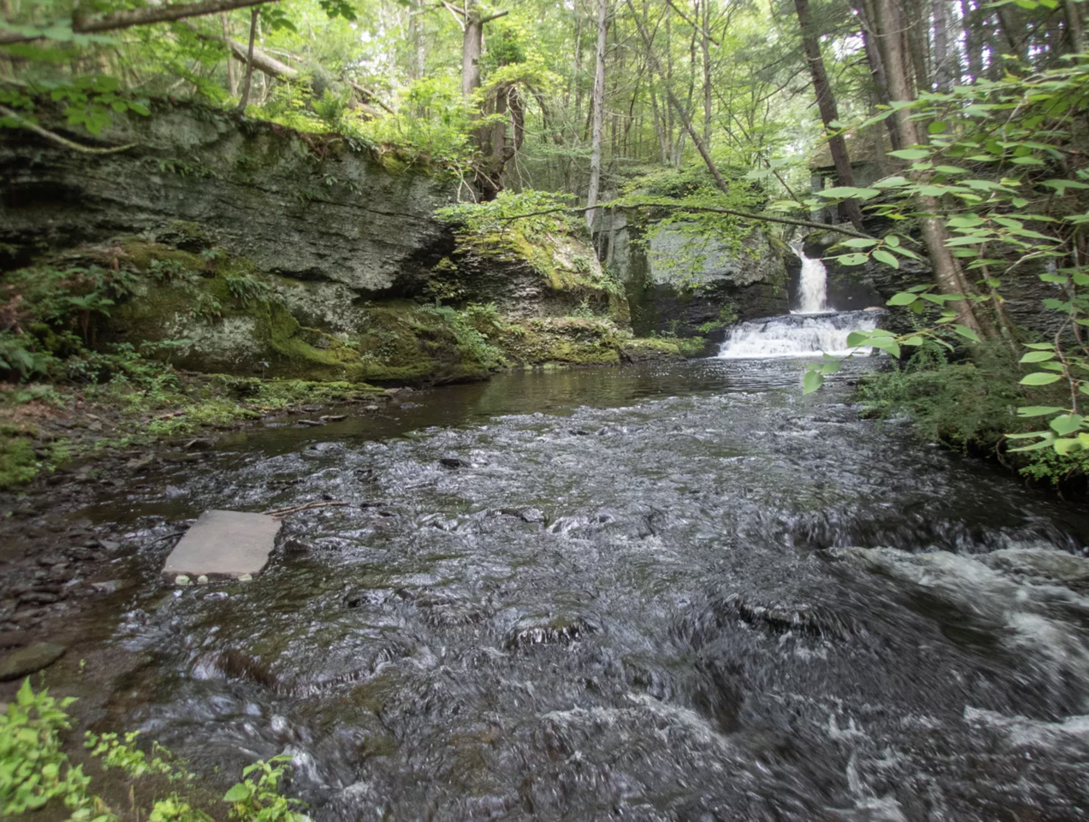  A stream runs over rocks and between trees.