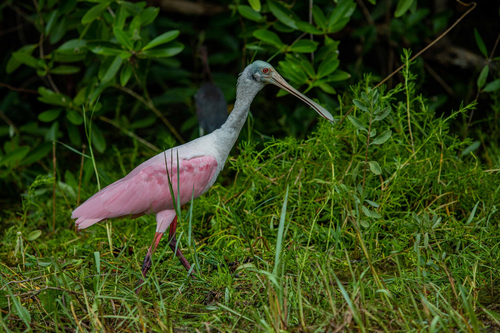 A right pink bird with a blueish-head walks on some dense vegetation.