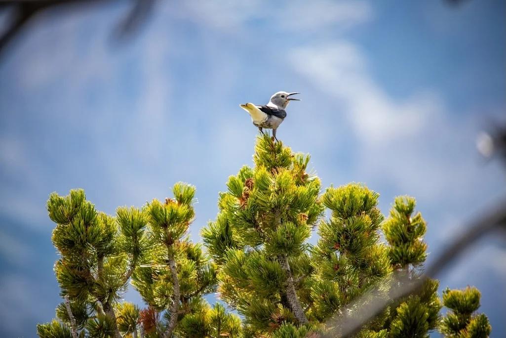 A Clark's nutcracker on a whitebark pine / NPS file