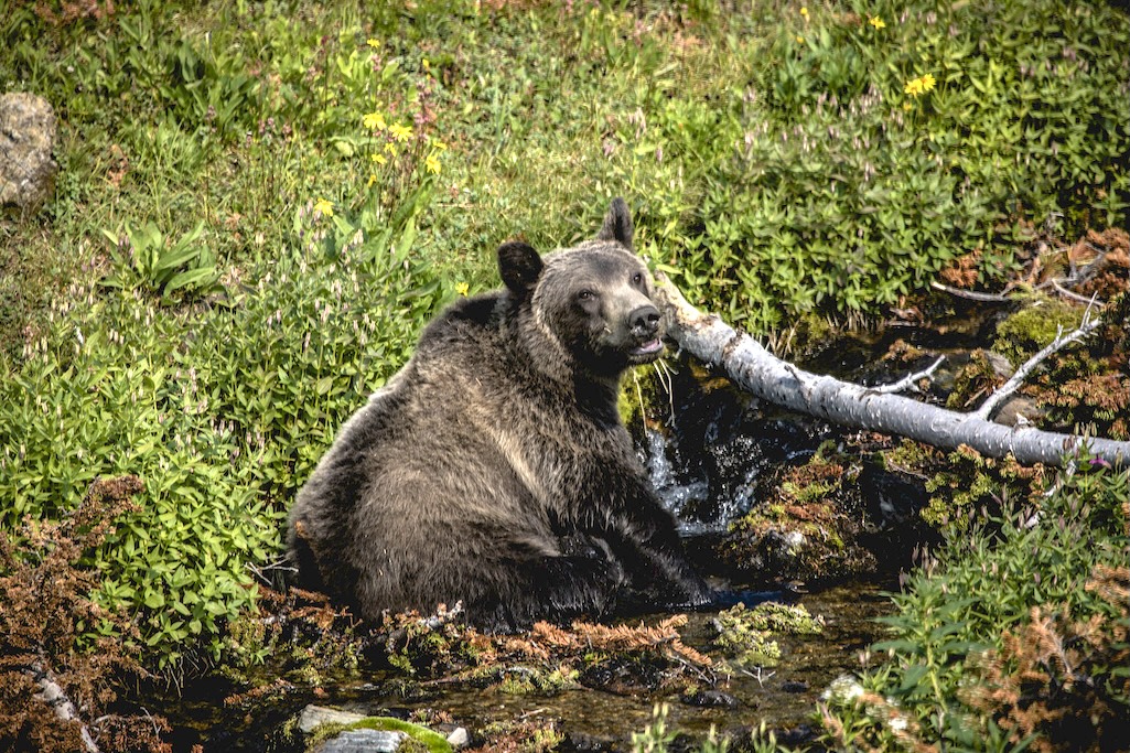 Grizzly populations in Yellowstone and Glacier would benefit if they could connect/NPS file
