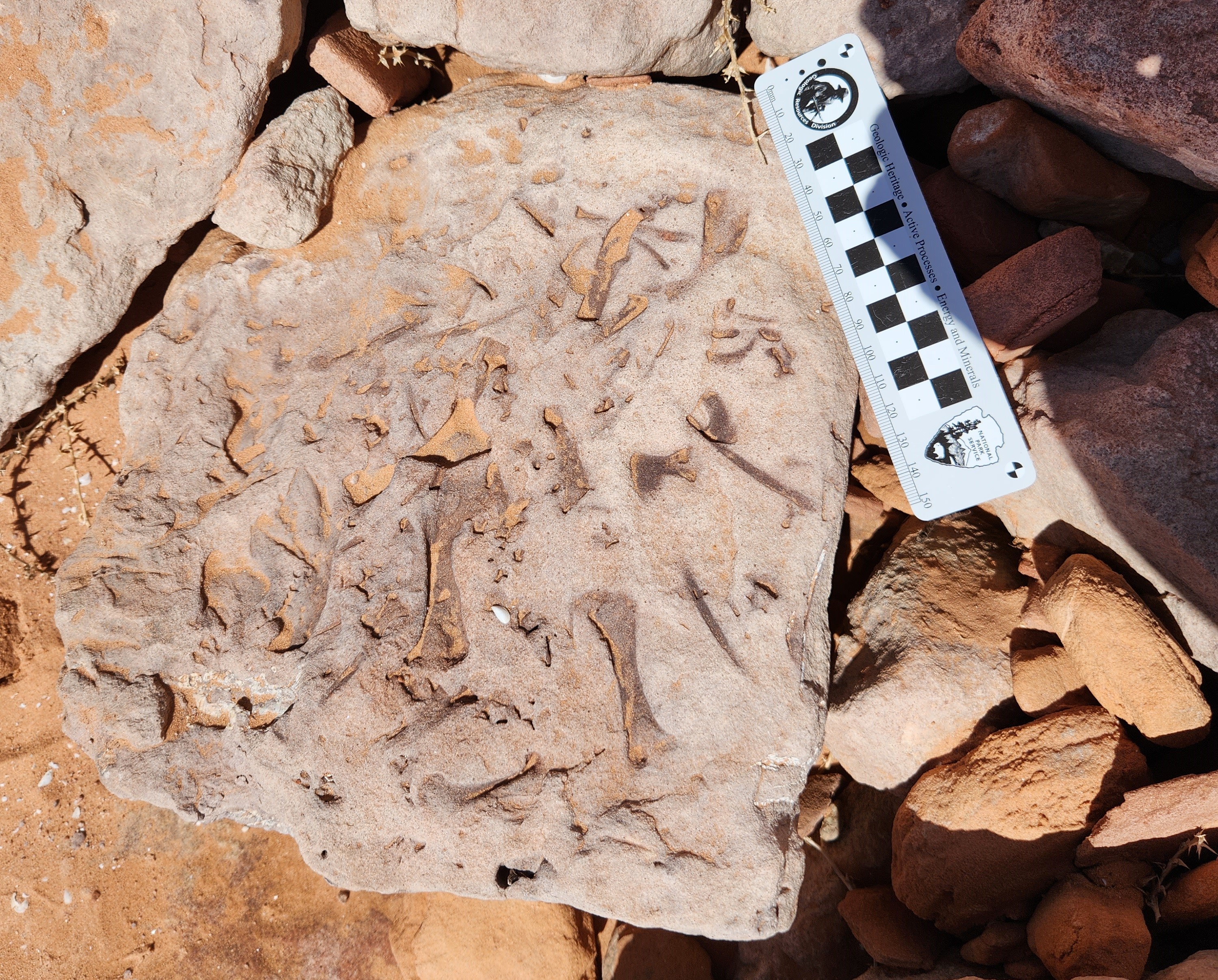 Fossils at Lake Powell