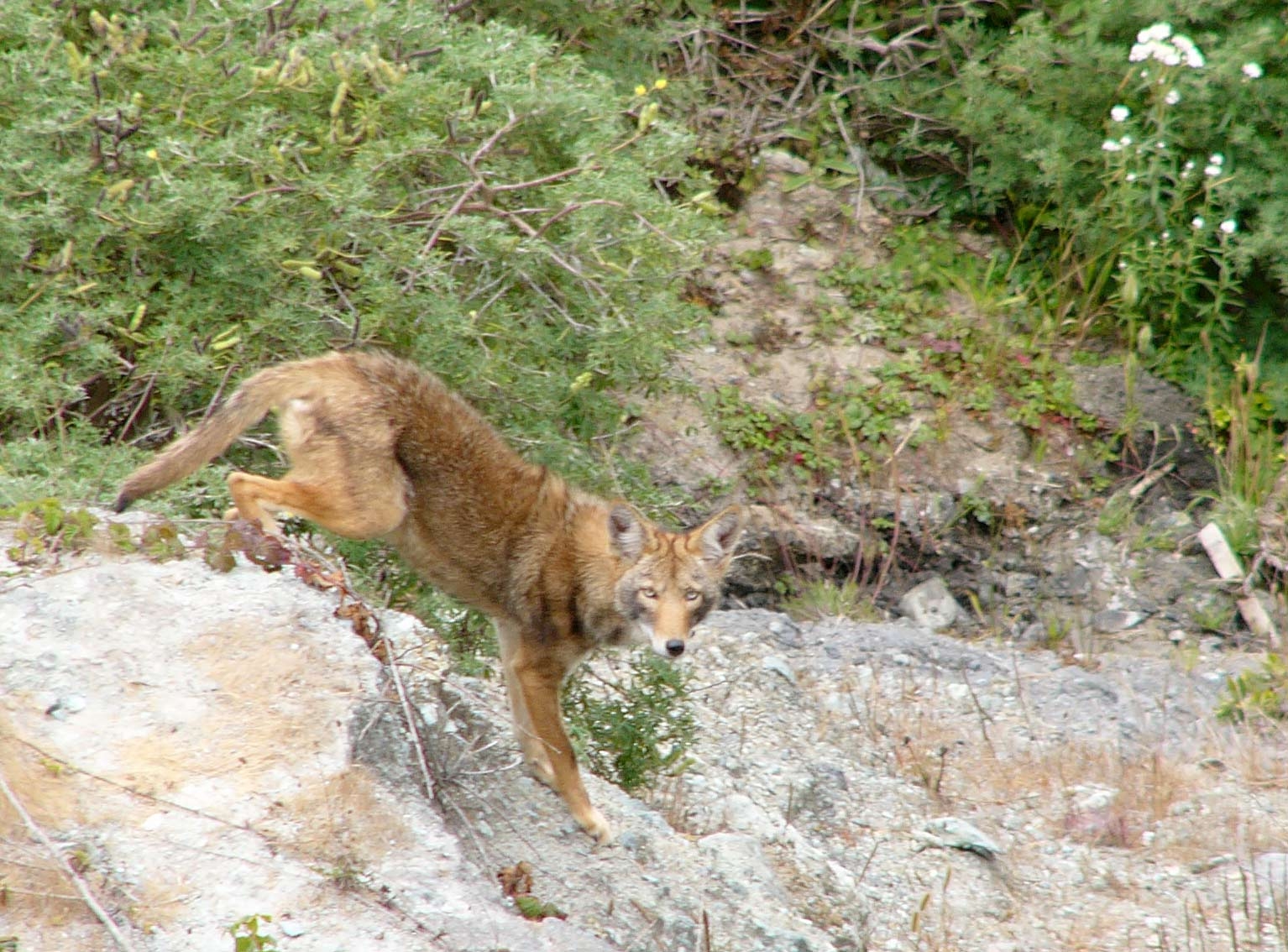 A coyote observes the remediation progress on the site