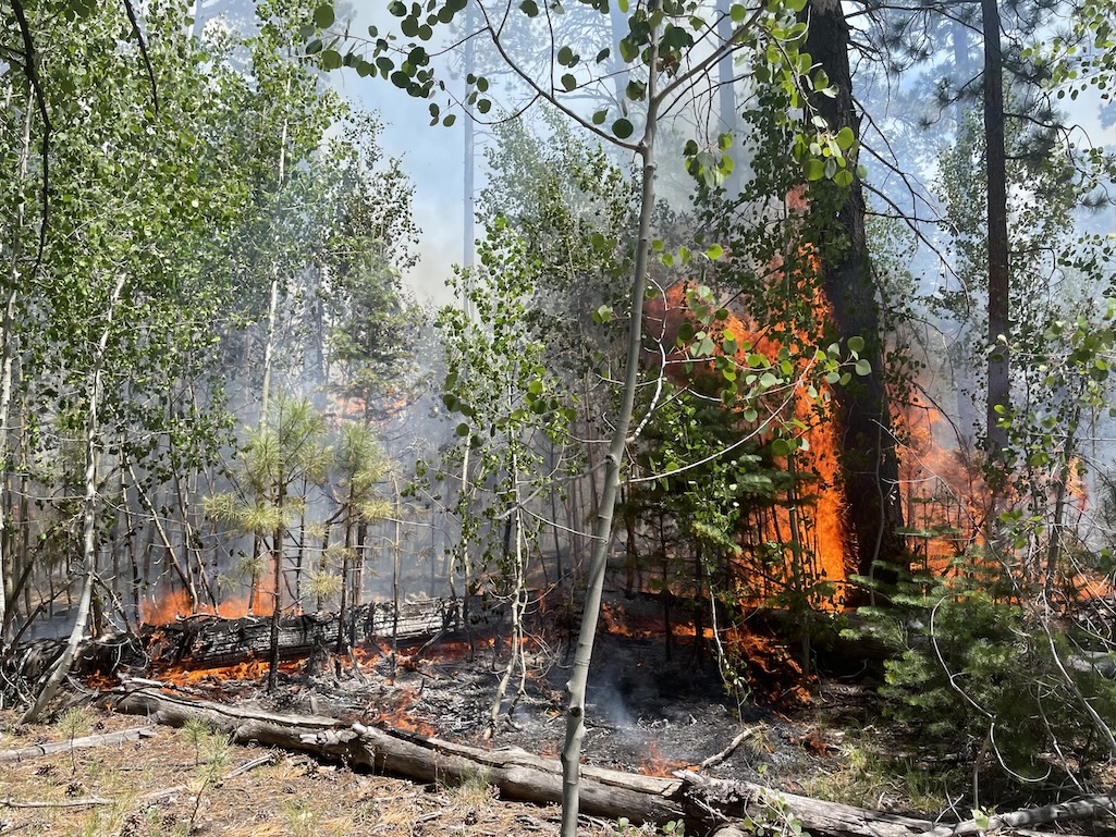 This photo from July 9 depicts some of the fuels feeding the fire/NPS file