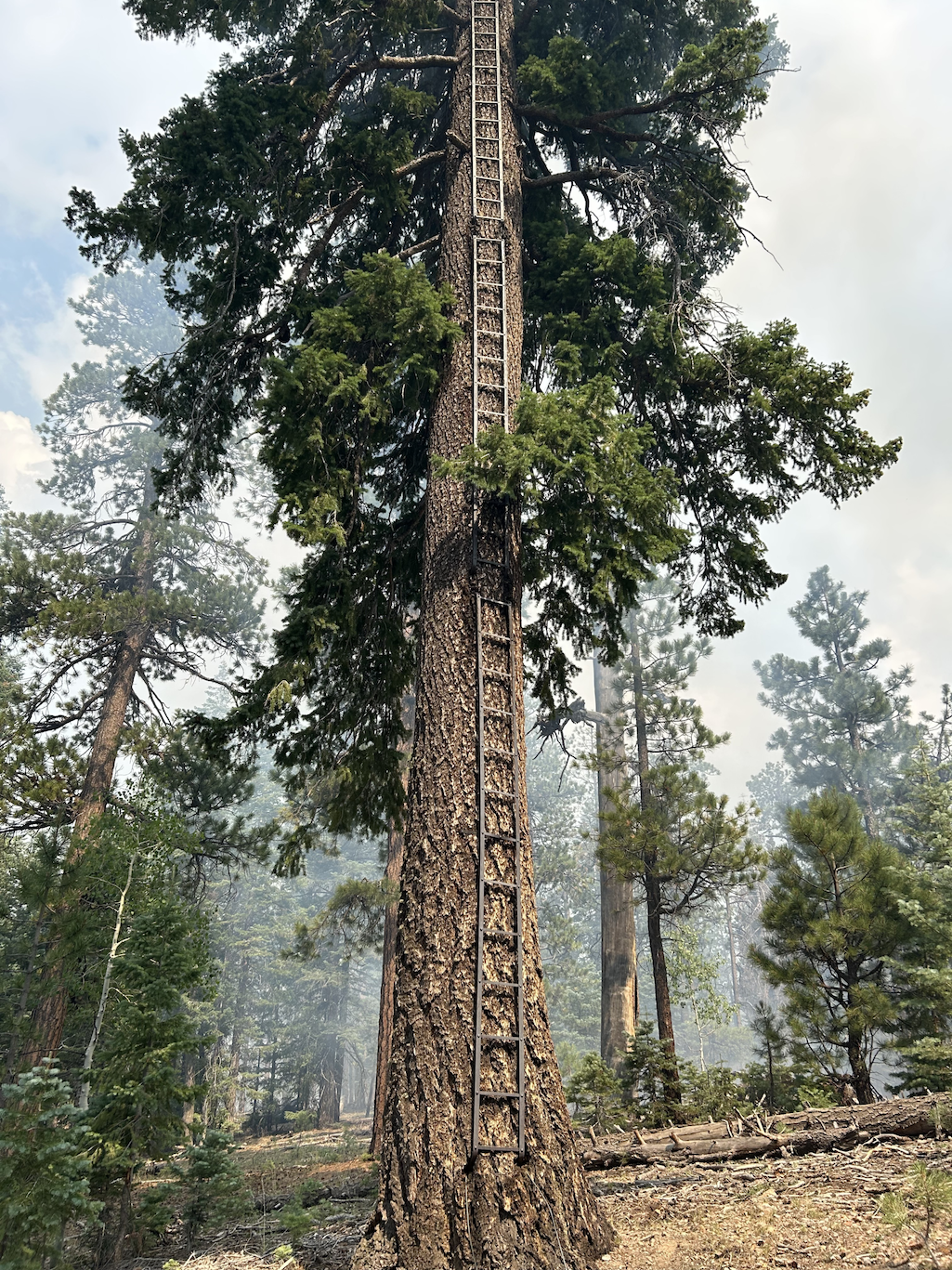 The historic Tiyo Ridge Tree Tower was saved from the fire/Inciweb