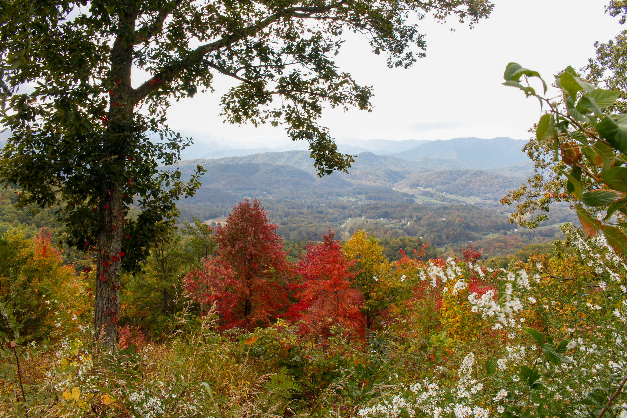 An overlook into distant mountains with flowers and changing leaves framing the scene